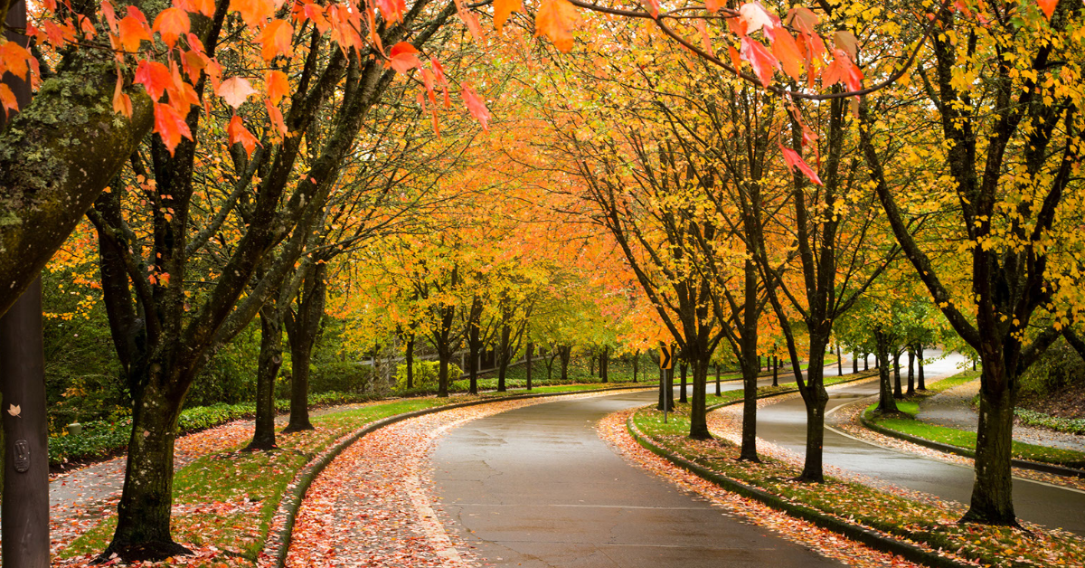 Photo of a street in Beaverton, Oregon lined with orange and yellow trees
