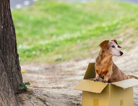 Expert Tips to Keep Your Pets Safe and Stress-Free During a Move